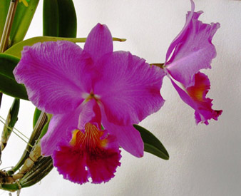 CATTLEYA